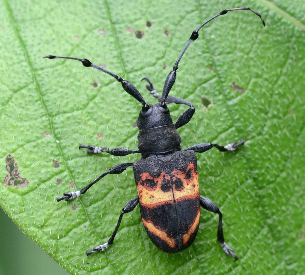 Long Horned Beetle - Learn About Nature