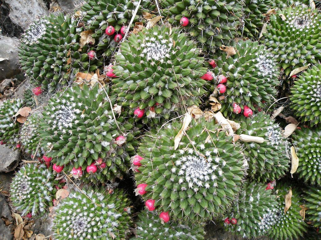 Mammillaria