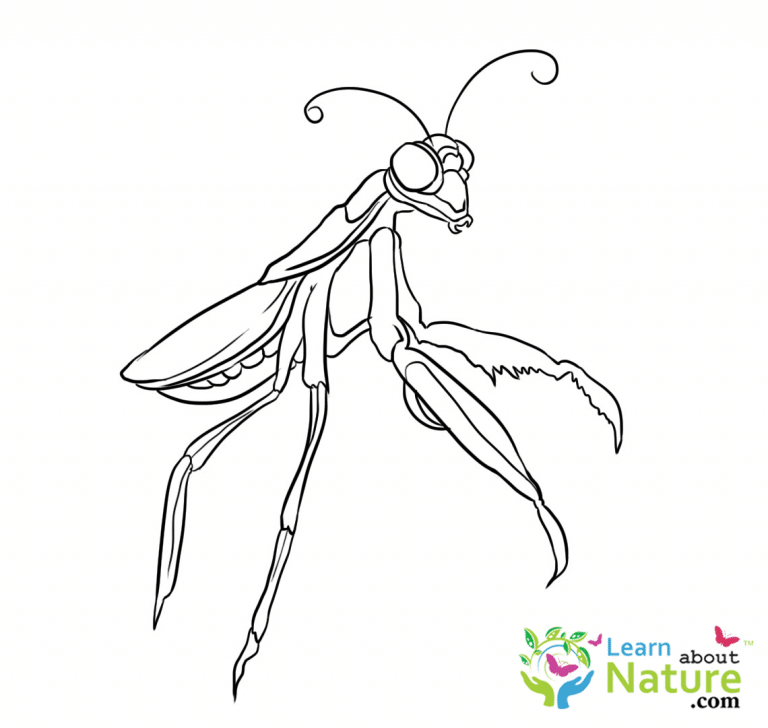 mantis-coloring-page-1 - Learn About Nature