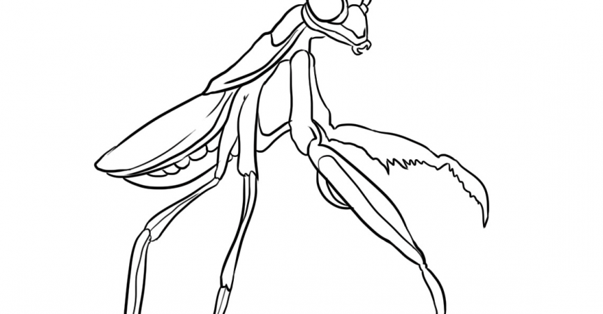 Mantis Coloring Page - Learn About Nature