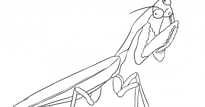 Mantis Coloring Page - Learn About Nature