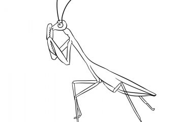 Mantis Coloring Pages Archives - Learn About Nature