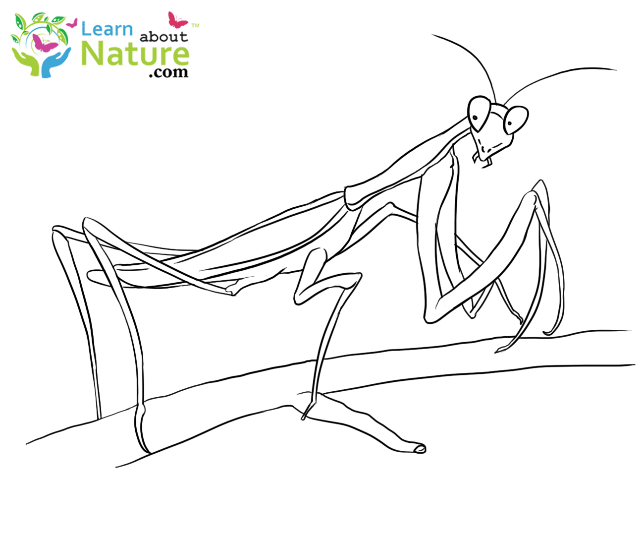 Mantis Coloring Page - Learn About Nature