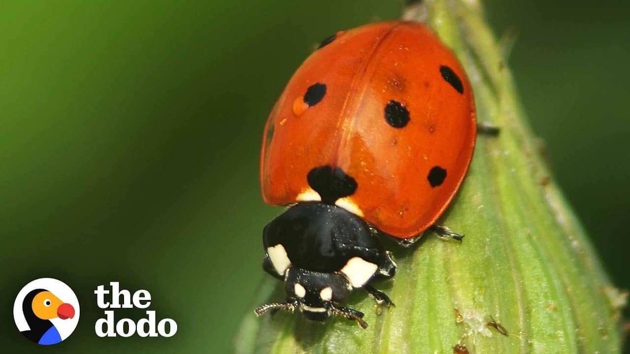 ladybug - Kids, Britannica Kids