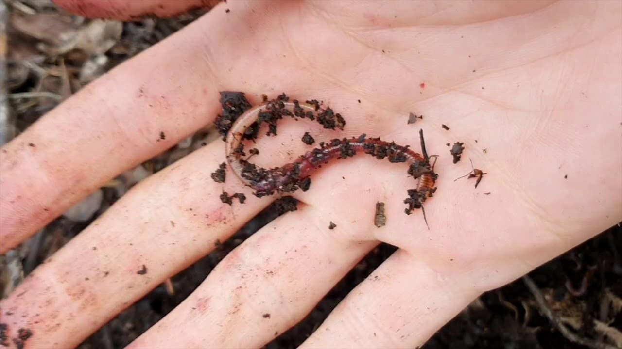 How Do Worms Reproduce?