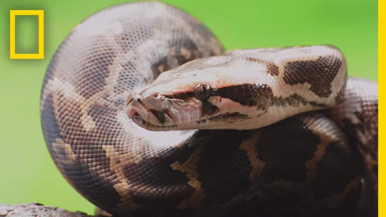 Pythons - Learn About Nature