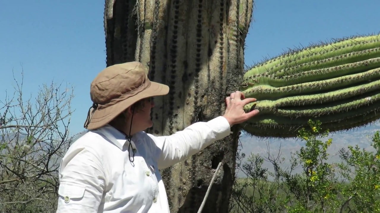 A woman is dwarfed by a saguaro cactus. The saguaro is a tree-like cactus  that can grow to be over 70 feet (21 m) tall. It is native to the Sonoran De