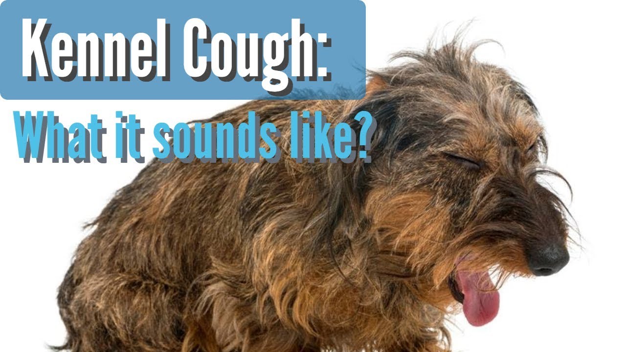 what does kennel cough sound like in dogs