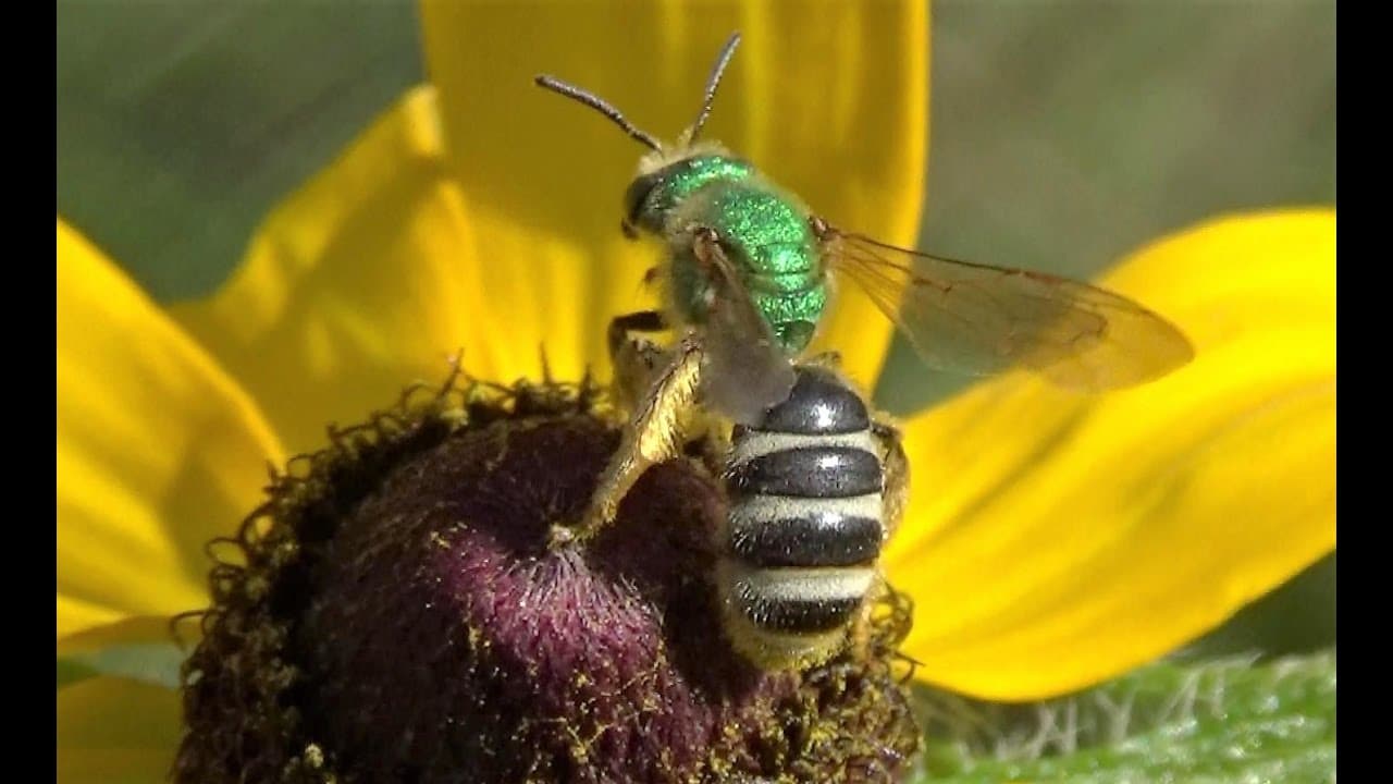 Bee on a string gif (91) фото