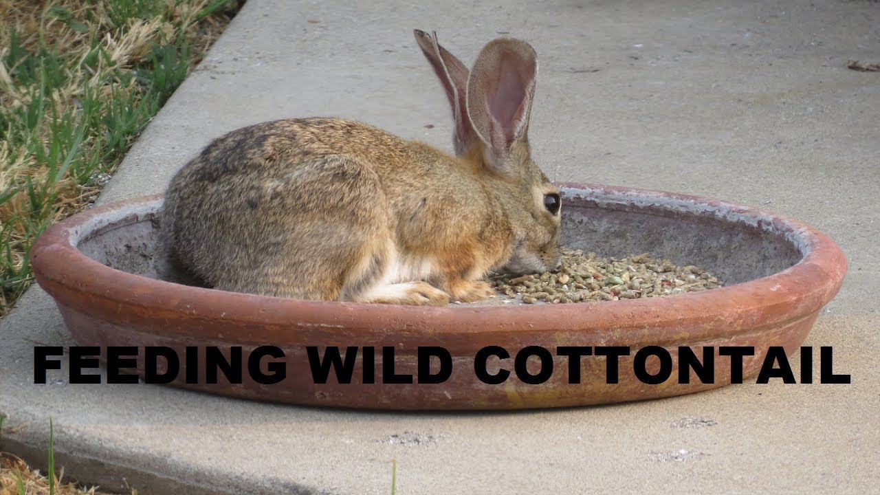 FEEDING WILD RABBITS HOW TO FEED A WILD RABBIT COTTONTAIL RABBITS Backyard Nature Shared