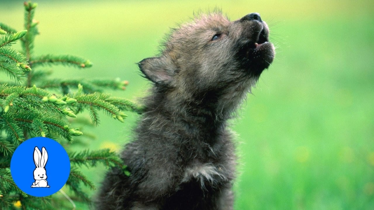 newborn wolf