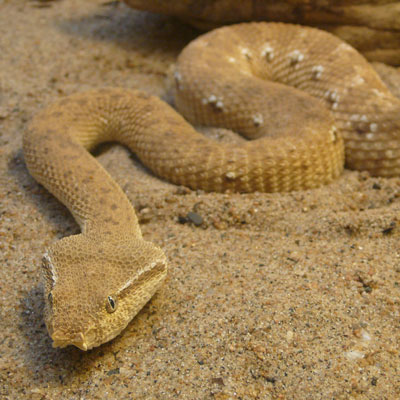 Types of Snakes: Viperidae (Vipers) - Learn About Nature