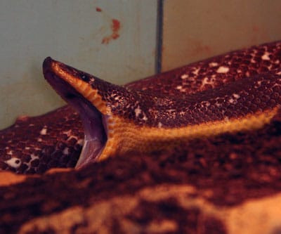 mexican-burrowing-python02.jpg - Learn About Nature