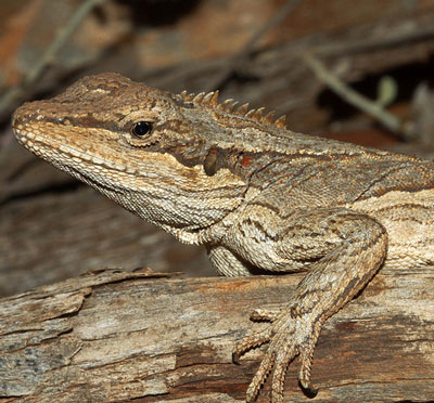Dragon Lizard - Learn About Nature