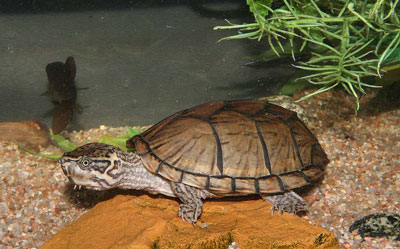 Musk Turtle - Learn About Nature