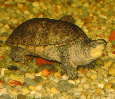 Musk Turtle - Learn About Nature