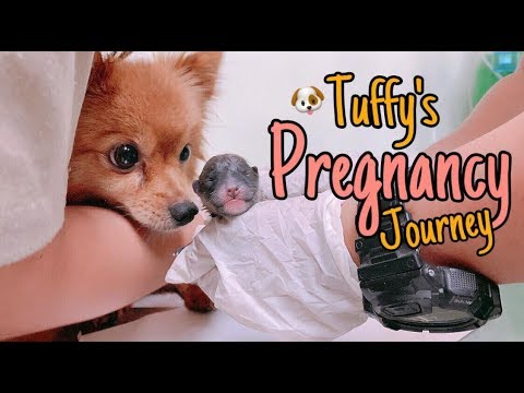 how do i know if my pomeranian is in labor