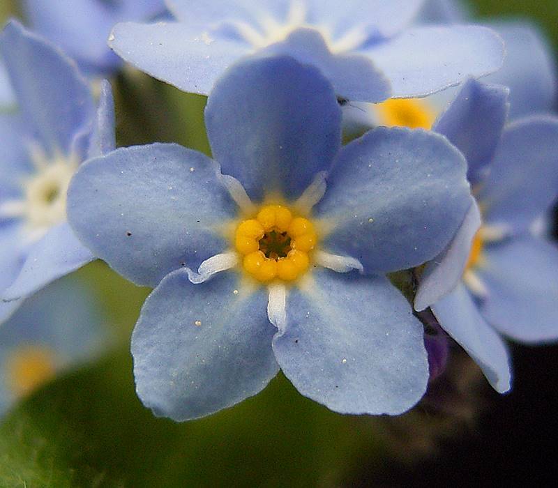 Forget-Me-Not Flowers - A Sad Folklore about an Endearing Love Affair -  Learn About Nature