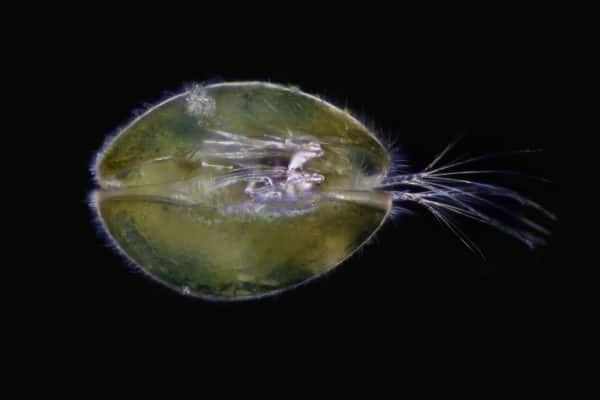 Ostracods - Learn About Nature