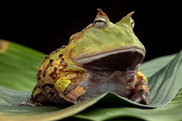 Pacman Frog - Learn About Nature