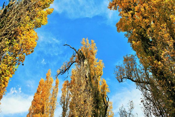 Poplar Tree