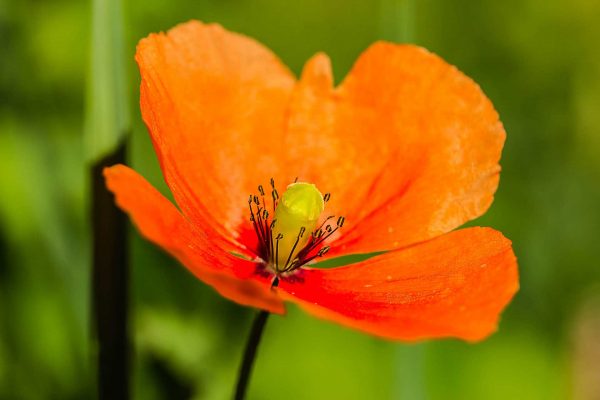 Spring Flowers: Poppy - Learn About Nature