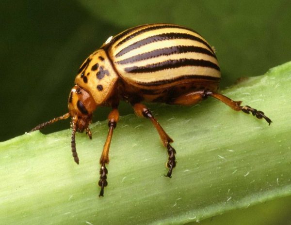 What Do Potato Bugs Look Like