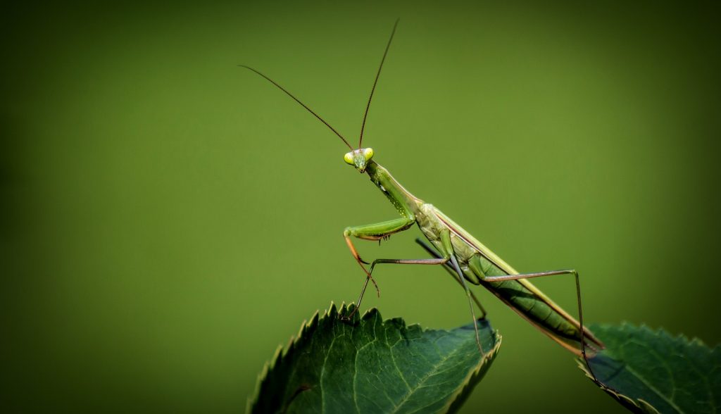 Praying Mantis