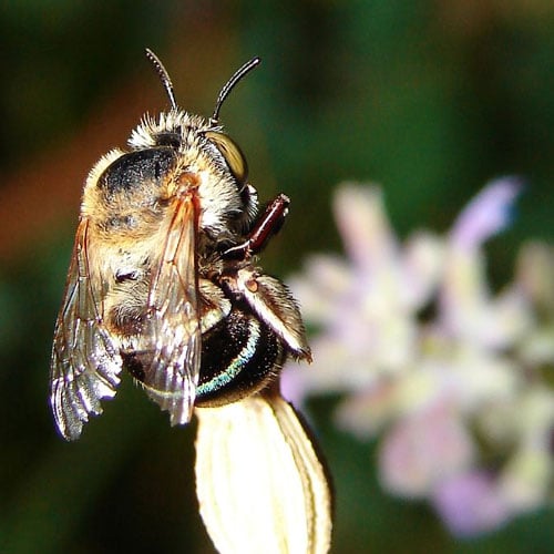Honey Bee - Learn About Nature