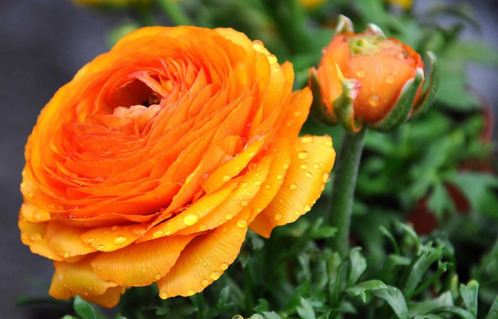 Ranunculus