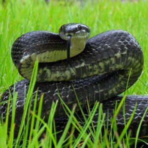 Black Rat Snake - Learn About Nature