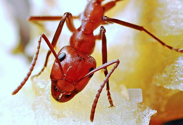 Red Ants - Learn About Nature