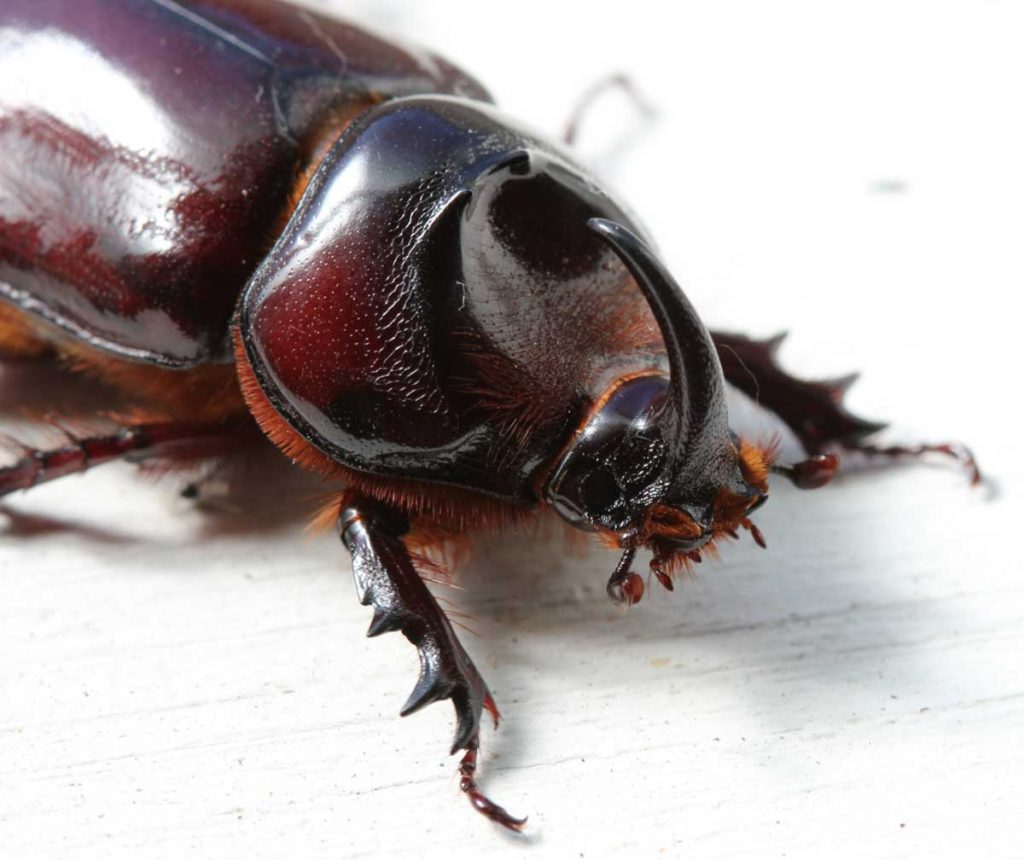 Rhinoceros Beetle Life Cycle