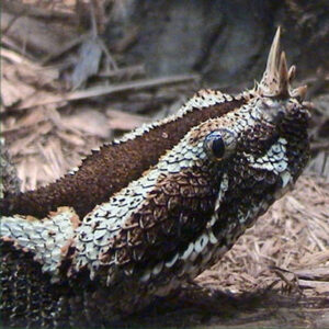 Types Of Snakes: Viperidae (Vipers) - Learn About Nature