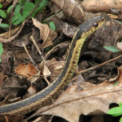 brown snake with white stripes