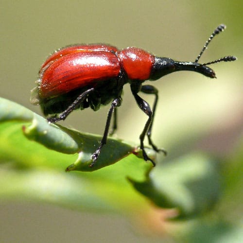 Weevil Beetle - Learn About Nature