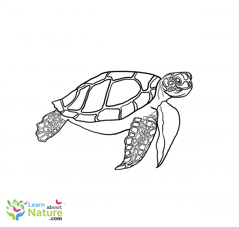 sea-turtle-coloring-page-4 - Learn About Nature