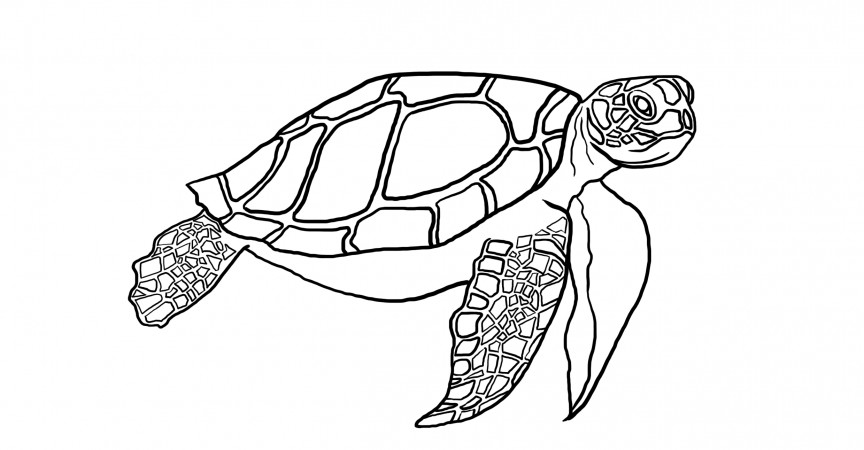 sea-turtle-coloring-page-4 - Learn About Nature