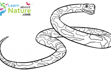 snakes coloring pages archives  learn about nature