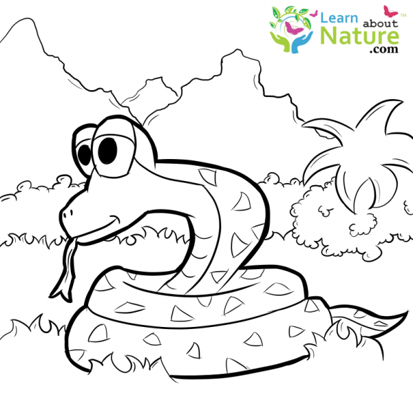 snakes-coloring-page-1 - Learn About Nature
