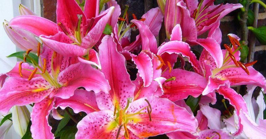 Stargazer lilies- Symbolizing Purity, Chastity and Virtue in Greek ...