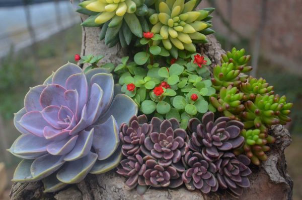 Types of Succulents