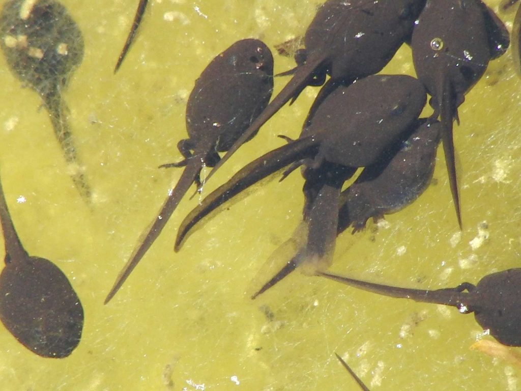 How Long Does It Take for Tadpoles to Turn into Frogs? Learn About Nature