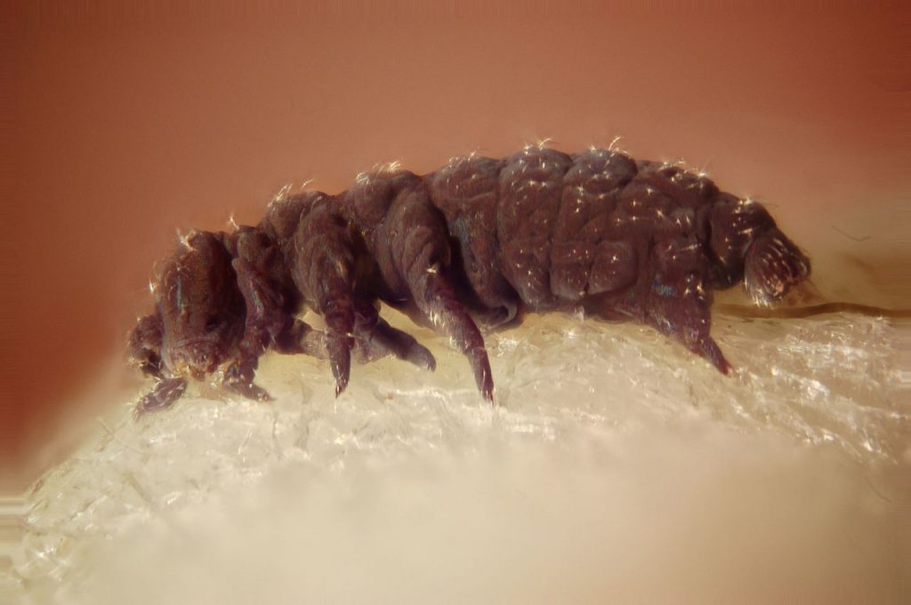 tardigrades-learn-about-nature