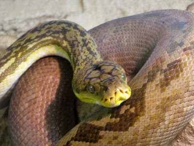 Types of Snakes: Pythonidae - Learn About Nature