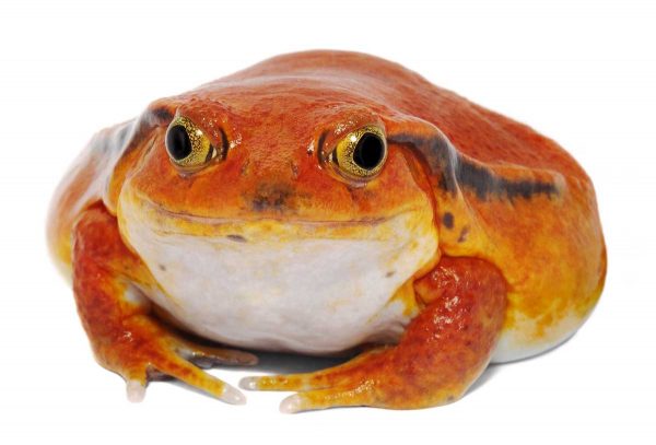 Tomato Frog 2