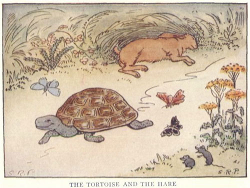 Tortoises by Kate Riggs