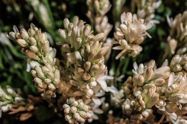 Tuberose