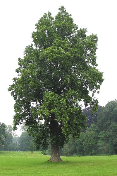 Tulip Tree - Learn About Nature