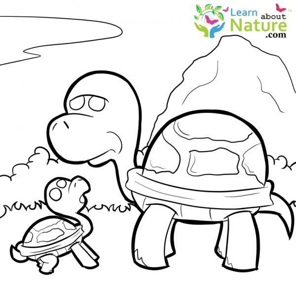 the red turtle coloring pages printables